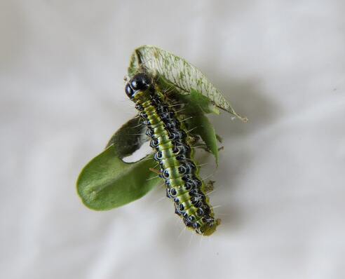 A box tree moth caterpillar.